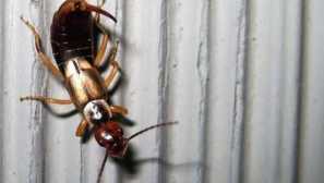 Aké spôsoby sa môžete zbaviť dvoch